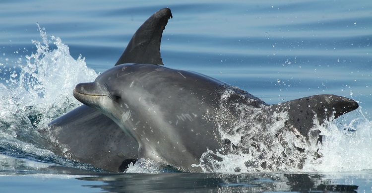 Western African Aquatic Mammal MOU