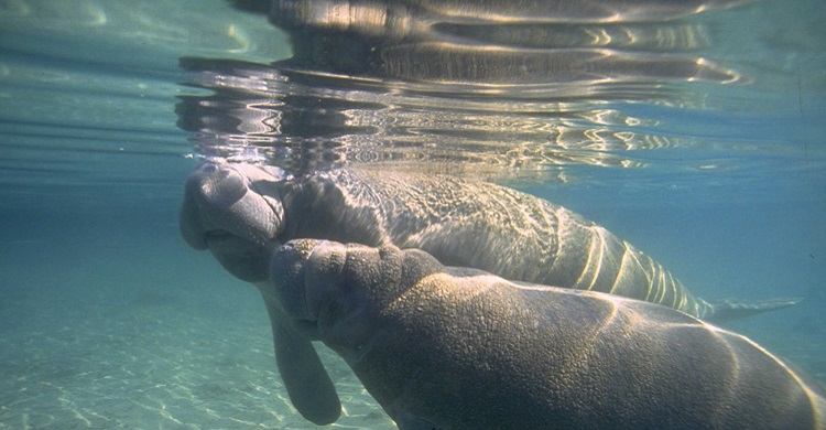 Manatees