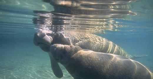 Manatees