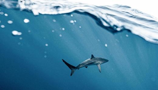 Shark underwater at Cabo San Lucas, B.C.S., Mexico